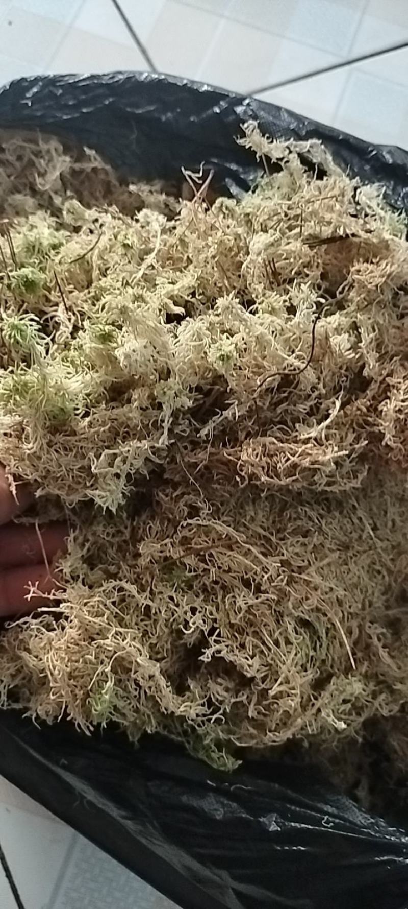 苔藓系列