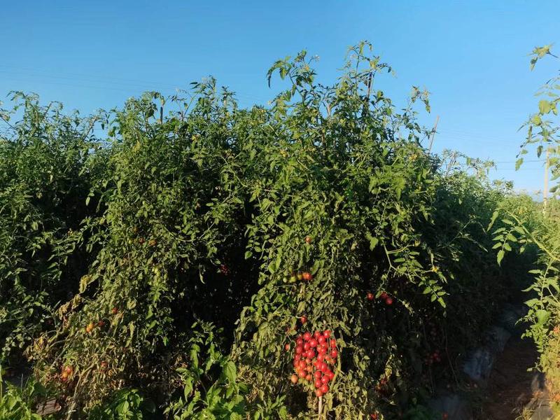 云南露天种植自然成熟圣女果电商微商社区平台产地一件代发