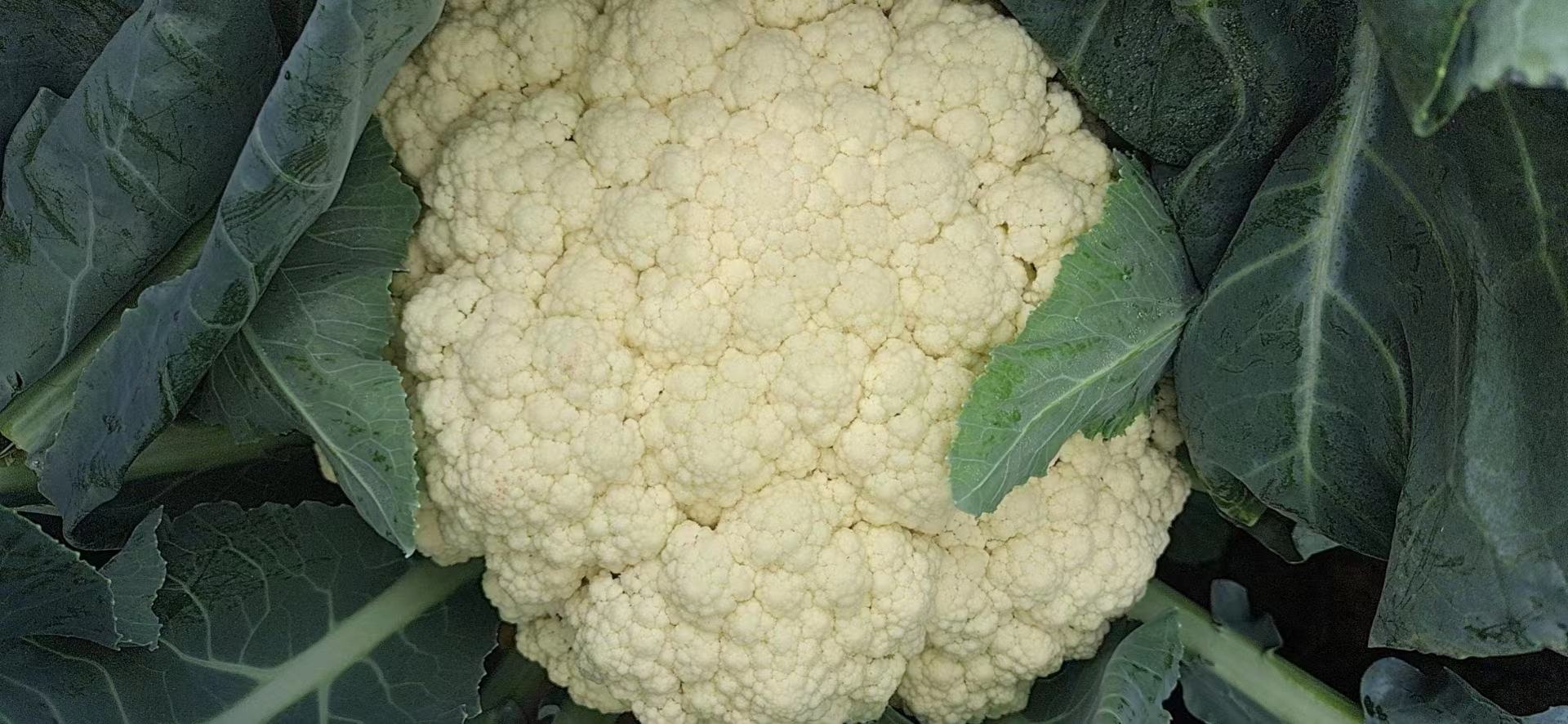 白花菜花在田间生长的状态