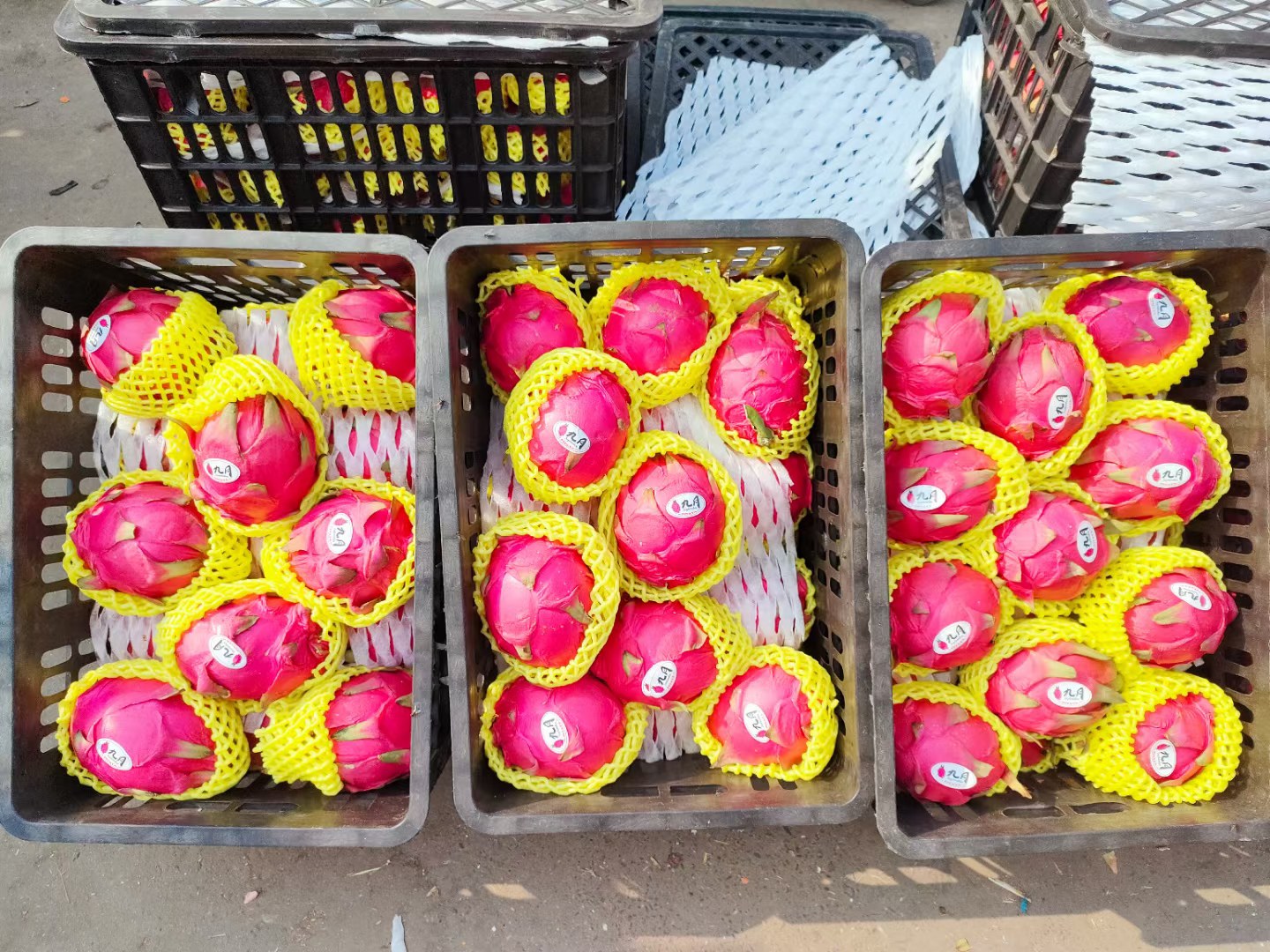 黄龙果与红心火龙果并列摆放,外形相似但颜色差异明显,形成鲜明对比 黄龙果与火龙果对比图