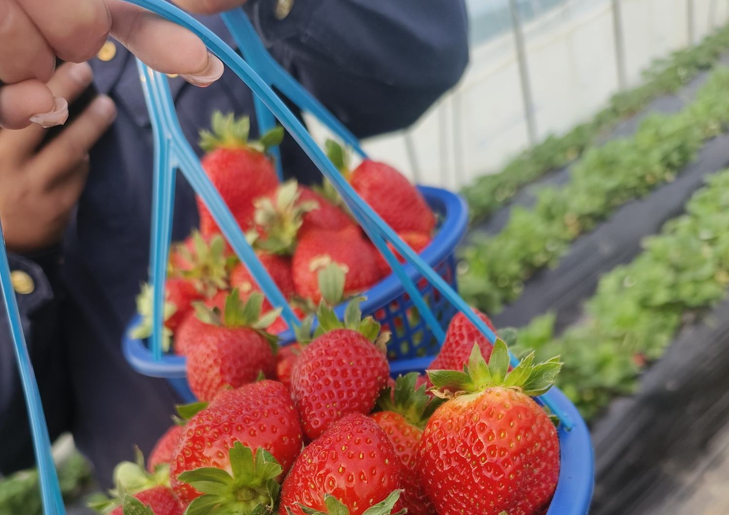 南京江宁草莓采摘园