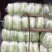 大白菜大量上市中品质保证物美价廉欢迎各位咨询
