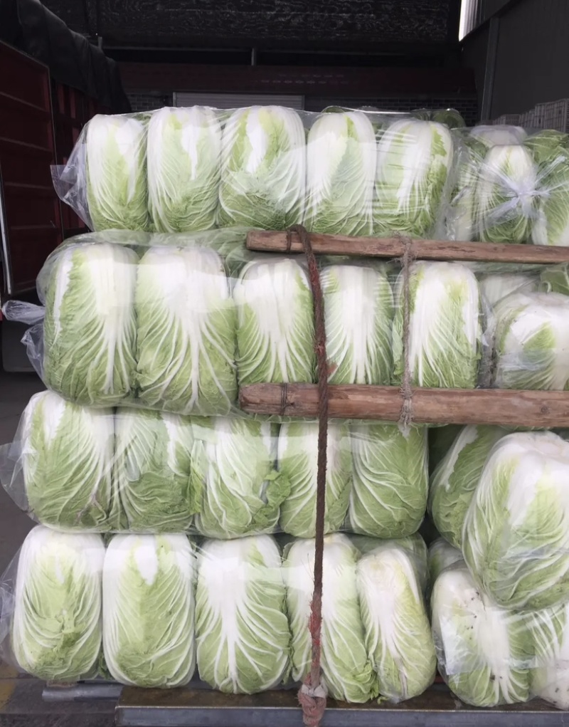大白菜大量上市中品质保证物美价廉欢迎各位咨询