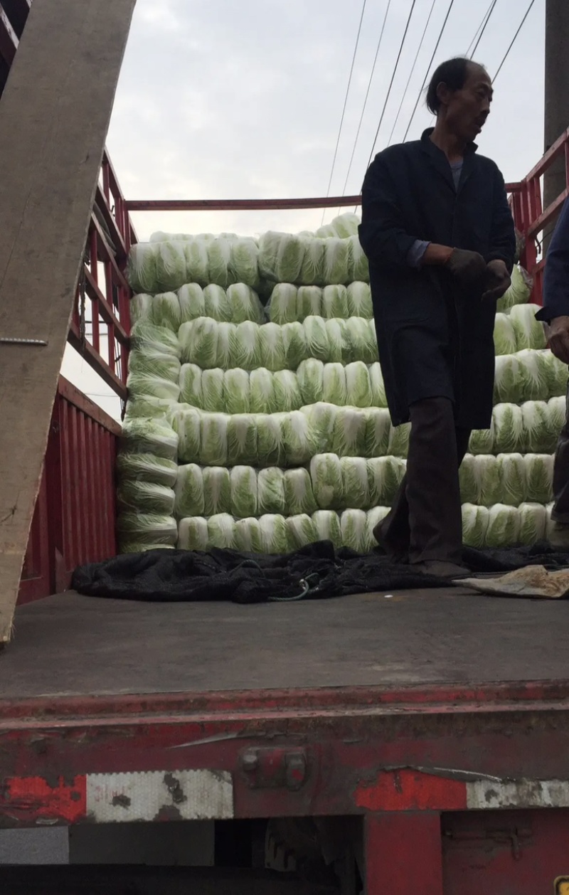 大白菜大量上市中品质保证物美价廉欢迎各位咨询