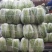 大白菜大量上市中品质保证物美价廉欢迎各位咨询