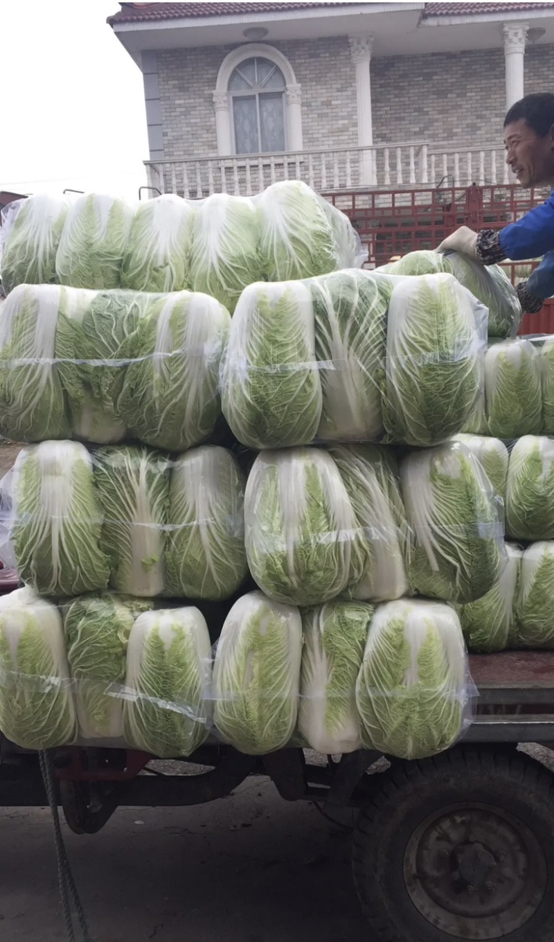 大白菜大量上市中品质保证物美价廉欢迎各位咨询