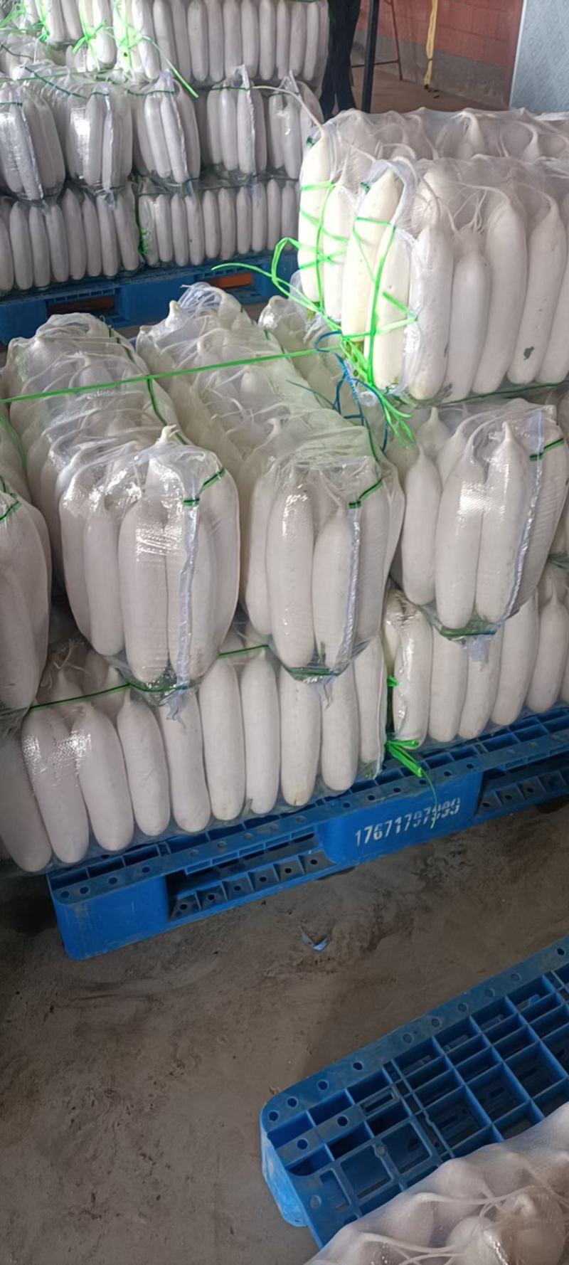 精品白萝卜大量供货加工厂，批发市场超市可以长期供货。
