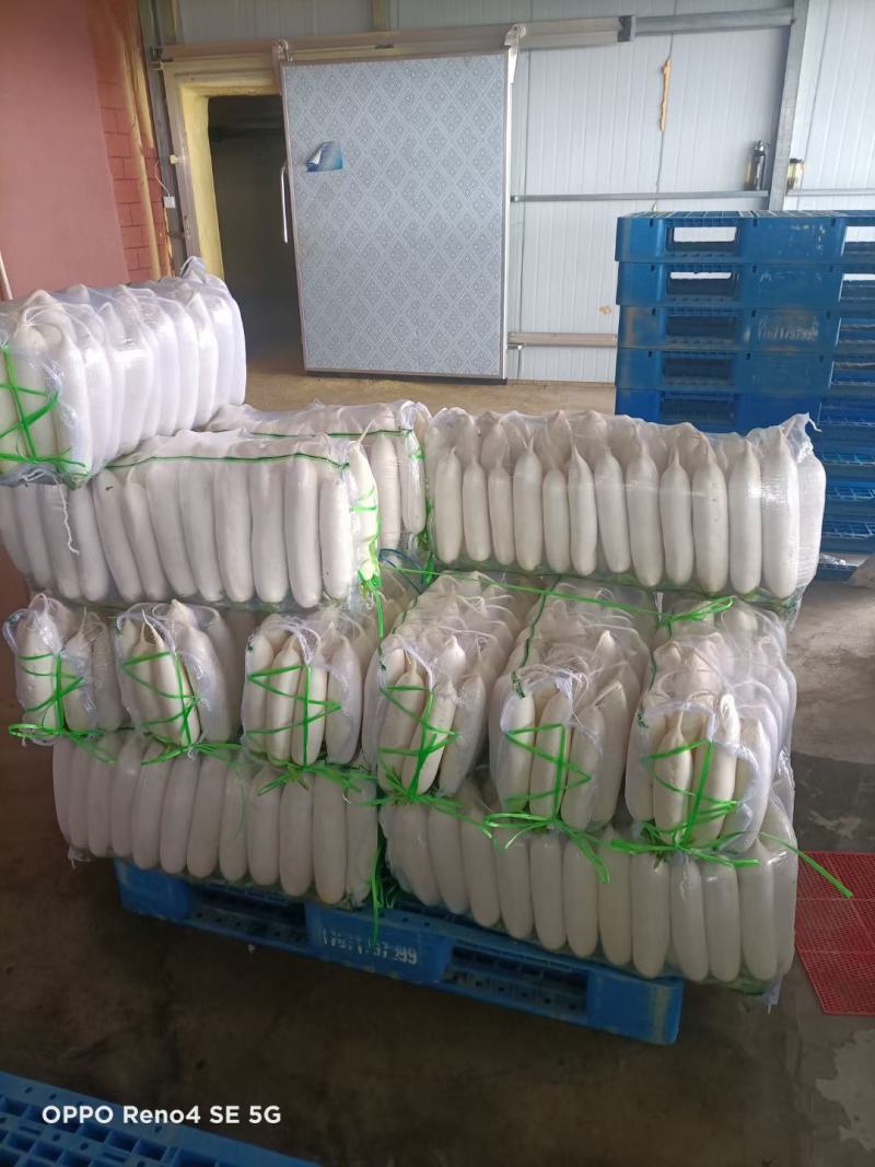 精品白萝卜大量供货加工厂，批发市场超市可以长期供货。