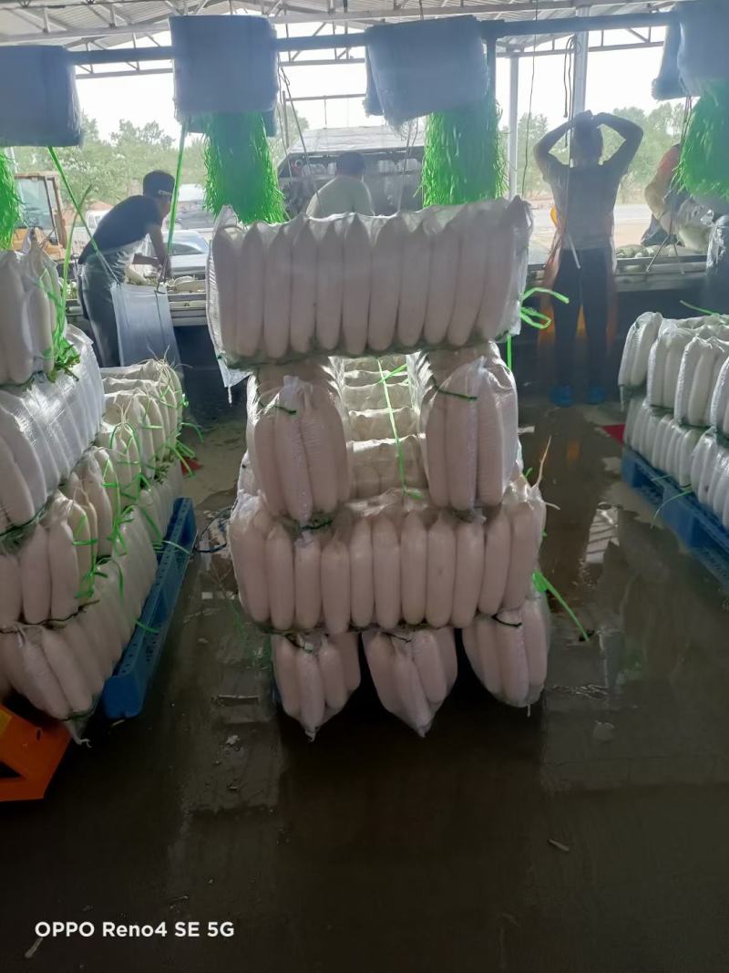 精品白萝卜大量供货加工厂，批发市场超市可以长期供货。