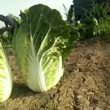 固安县黄心白菜