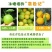 云南【冰糖橙】一件代发/电商/微商/直播平台/产地直供