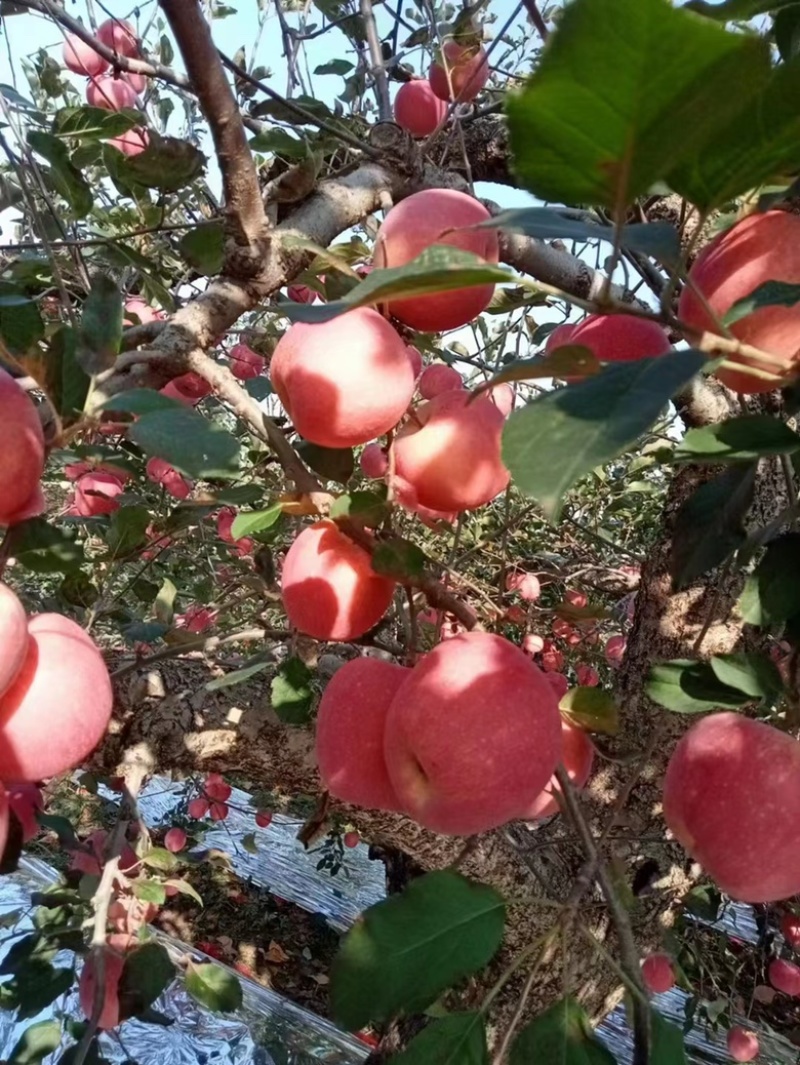 山东沂蒙山红富士苹果条纹，全红，片红，大量上市