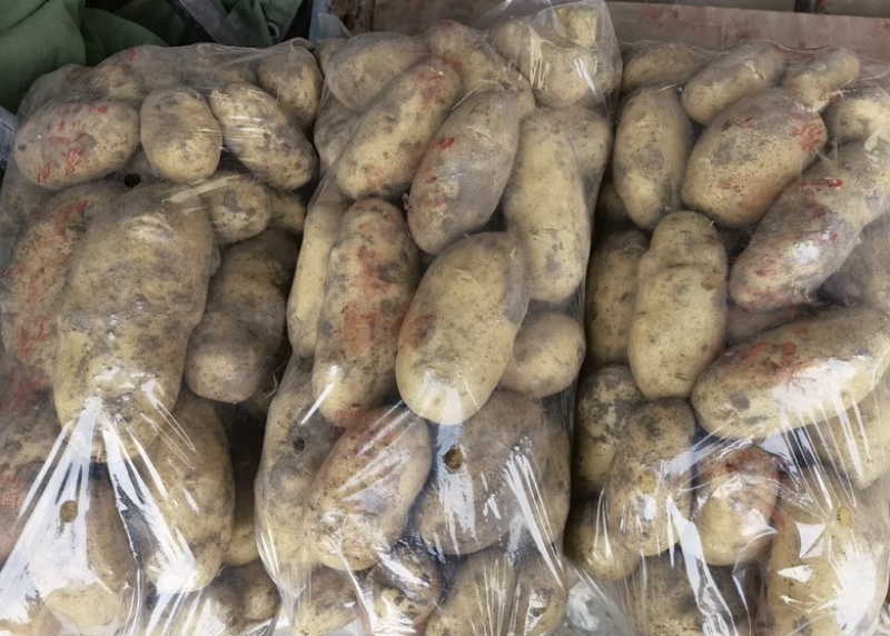 精品黄皮黄心大土豆，质量保证价格美丽整车发车
