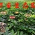 花生米生新50斤装饭店烧烤榨油专用大粒农家自产散装花生米