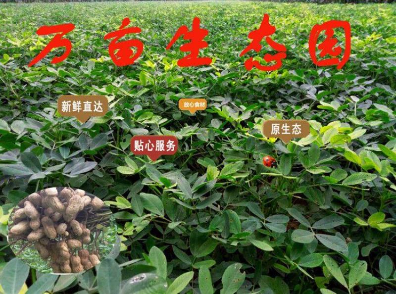 花生米生新50斤装饭店烧烤榨油专用大粒农家自产散装花生米