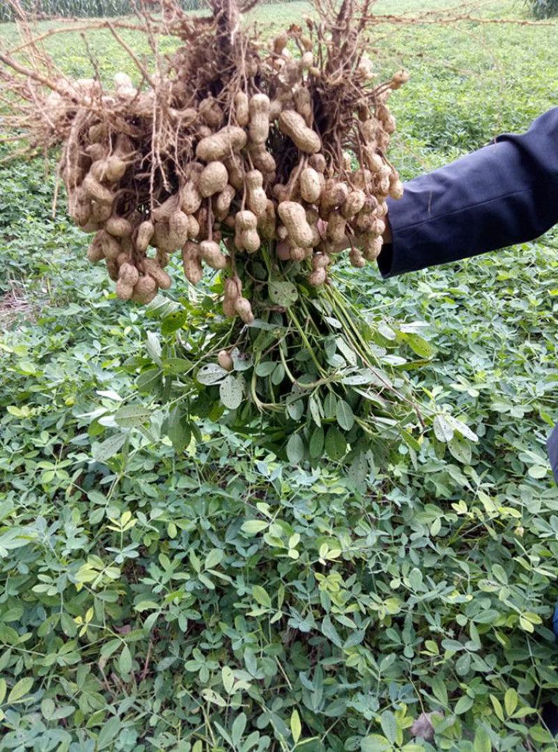 花生米生新50斤装饭店烧烤榨油专用大粒农家自产散装花生米