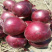 精品云南新洋葱品质好价格便宜质量保证大量现货