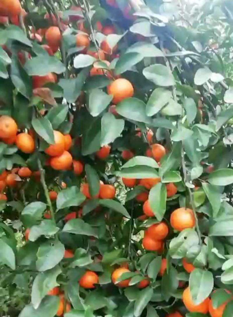 四川金秋沙糖桔，纯甜化渣，汁多水份足，