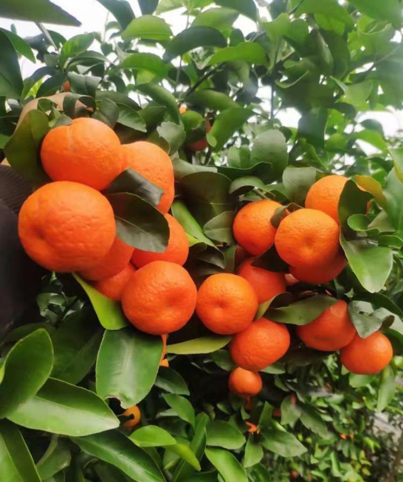 四川金秋沙糖桔，纯甜化渣，汁多水份足，