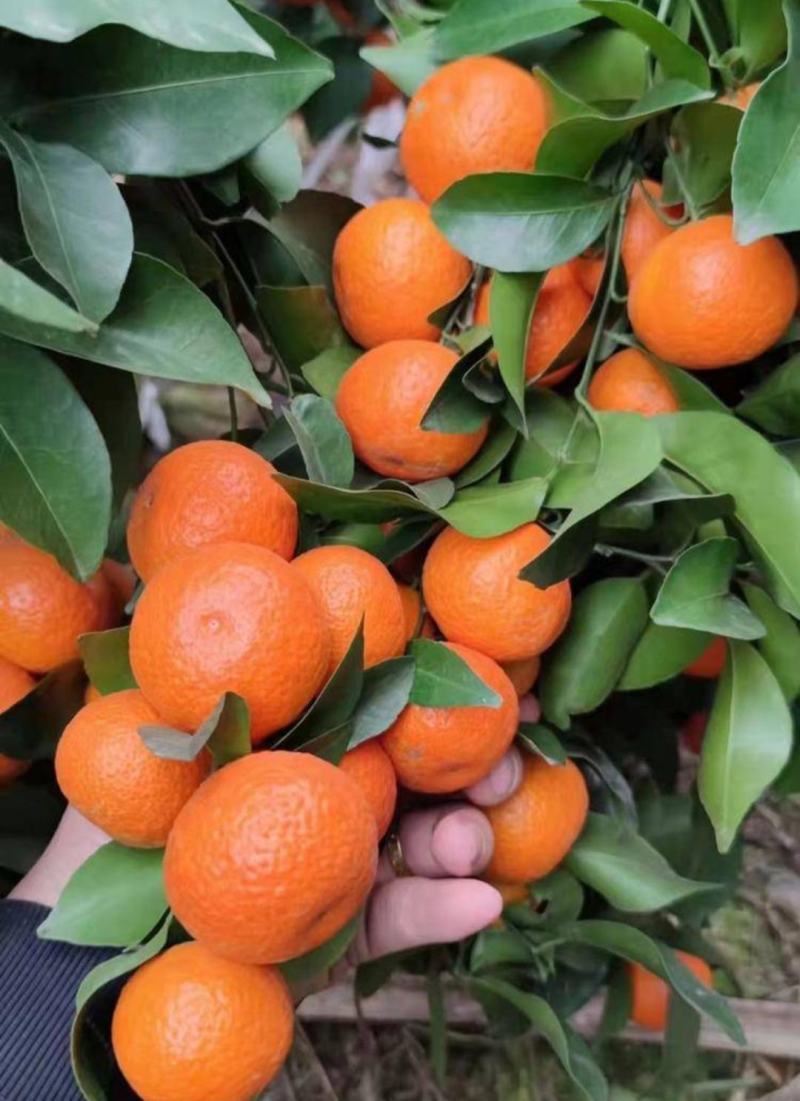 四川金秋沙糖桔，纯甜化渣，汁多水份足，