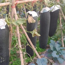 黑皮吊冬瓜