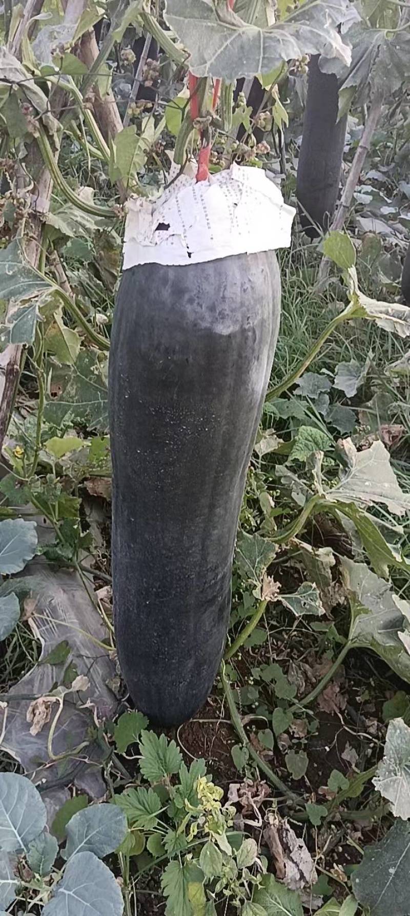 黑皮吊冬瓜