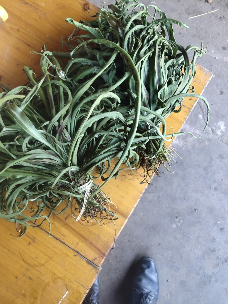 化石草