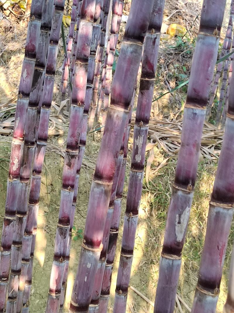 贵州黑皮甘蔗大量上市，一手货源没有中间商，品质保证，包甜