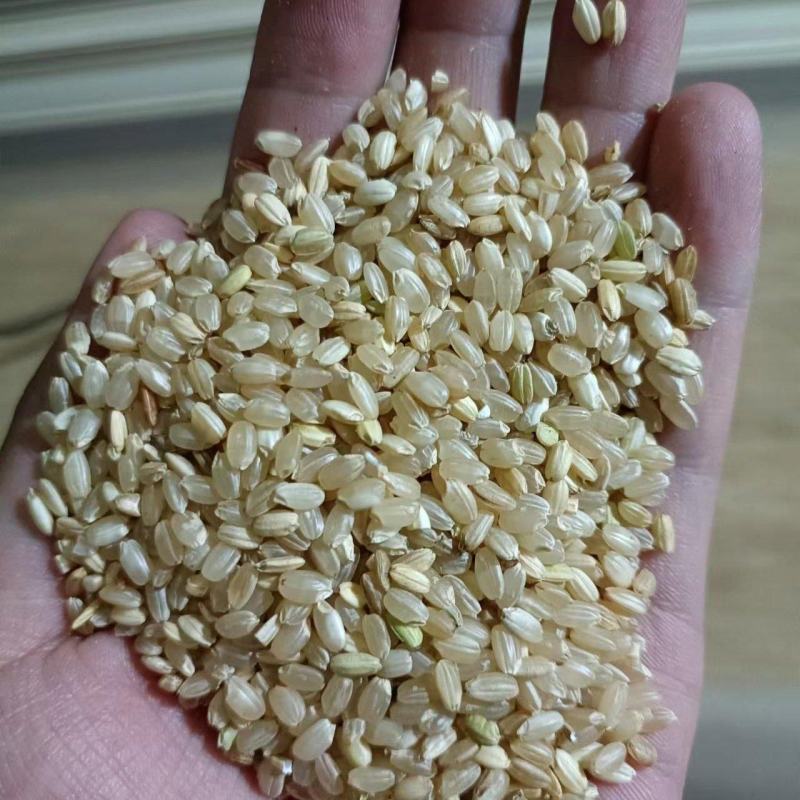 糙米新粮鸽粮糙米无气味圆粒珍珠米过色选无杂质新糙米鸟食