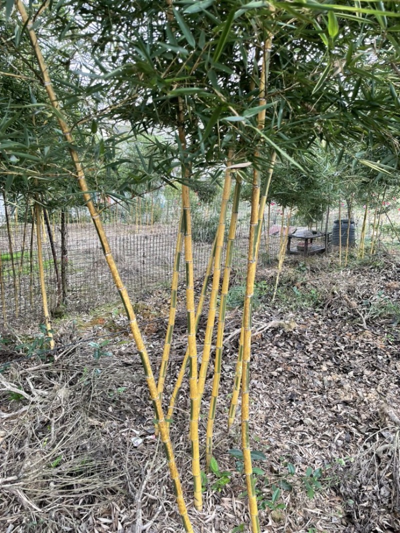 精品细叶乌头雷竹苗，四川细叶雷竹，成都细叶乌头雷竹