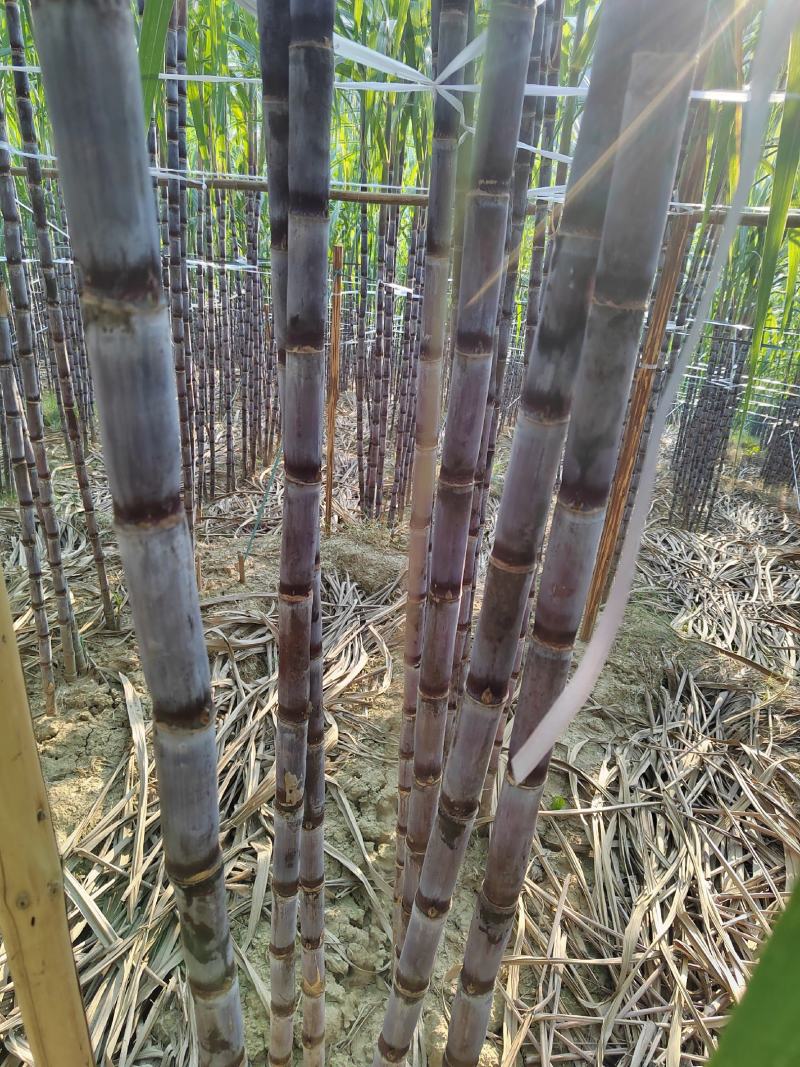 贵州黑皮甘蔗大量上市，一手货源没有中间商，品质保证，包甜