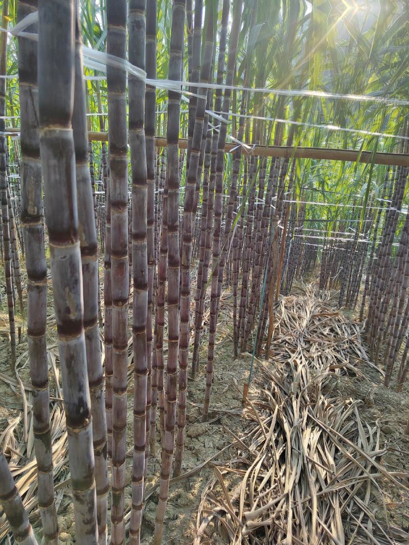 贵州黑皮甘蔗大量上市，一手货源没有中间商，品质保证，包甜