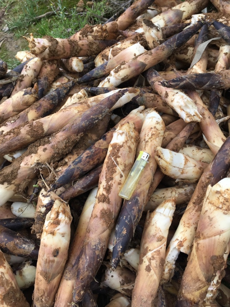 雷竹苗，早园竹四川细叶乌头雷竹，成都细叶乌头雷竹