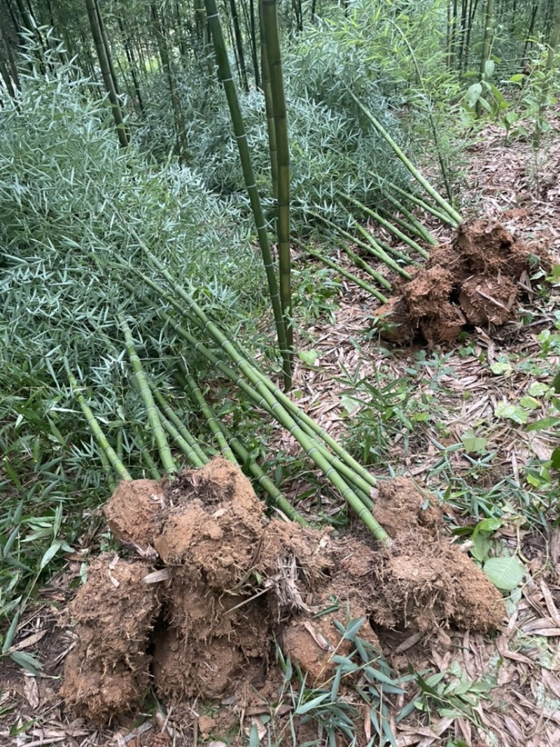 雷竹苗，早园竹四川细叶乌头雷竹，成都细叶乌头雷竹