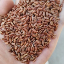 红米圆粒红米八宝粥专用糙米三色糙新米胚芽米八宝粥专用米厂