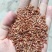 红米圆粒红米八宝粥专用糙米三色糙新米胚芽米八宝粥专用米厂