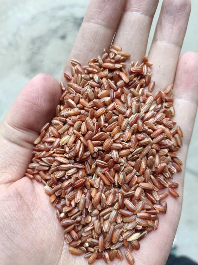 红米圆粒红米八宝粥专用糙米三色糙新米胚芽米八宝粥专用米厂