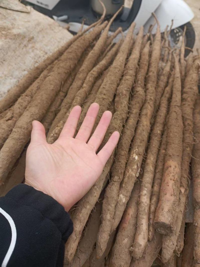 河北山药麻山药网贷山药支持各种包装产区现货品质好