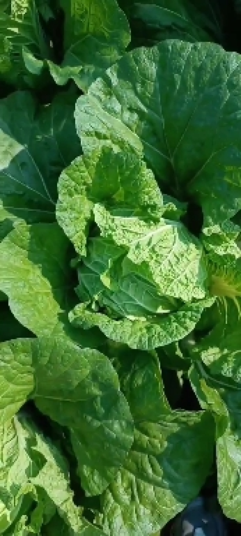 白菜包上车2毛