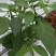 白菜包上车2毛