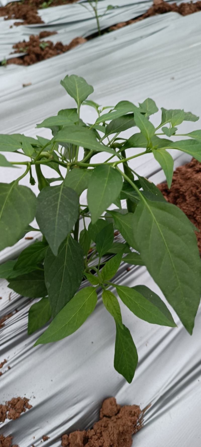 白菜包上车2毛