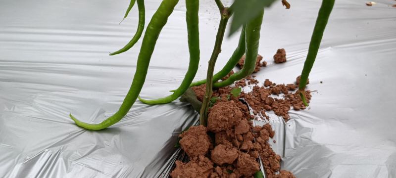 白菜包上车2毛
