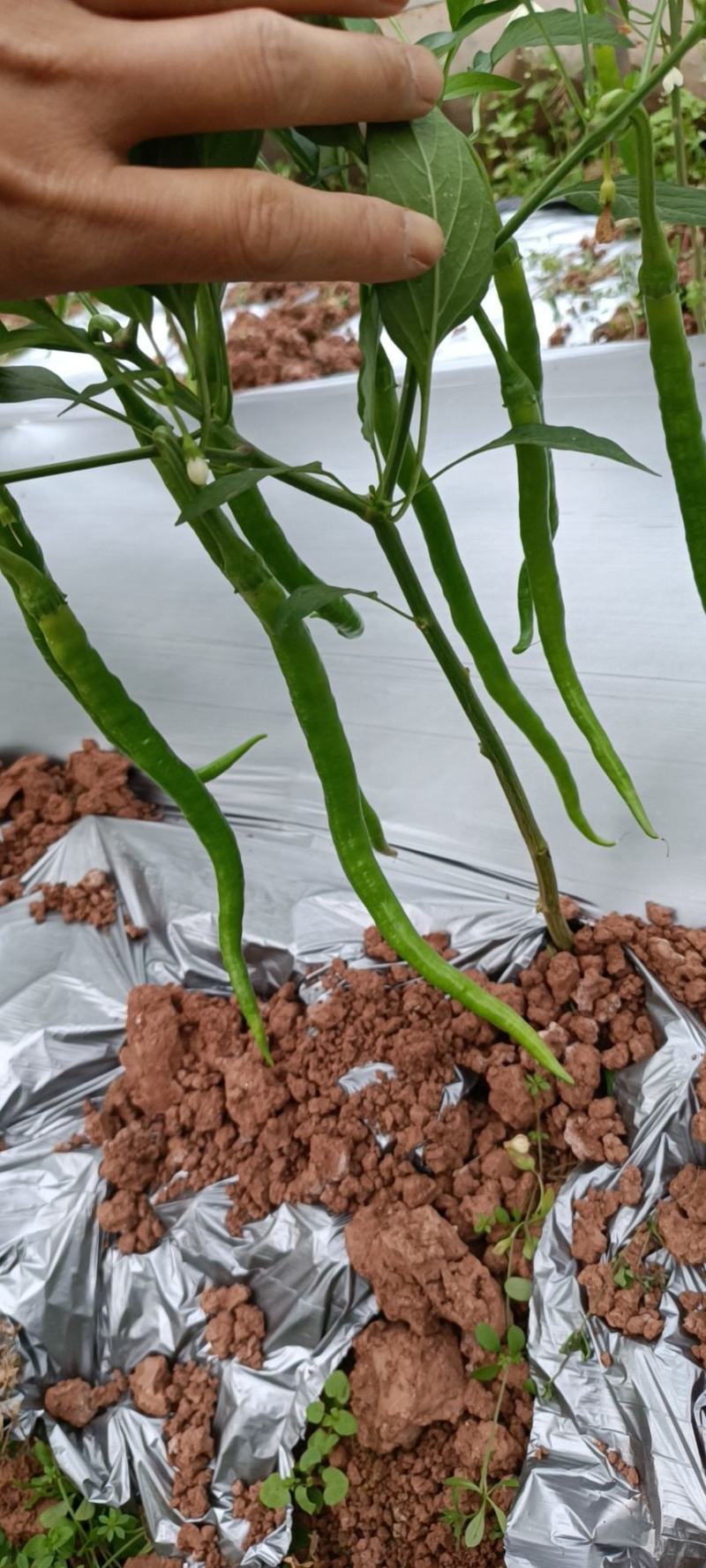 白菜包上车2毛