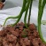 白菜包上车2毛
