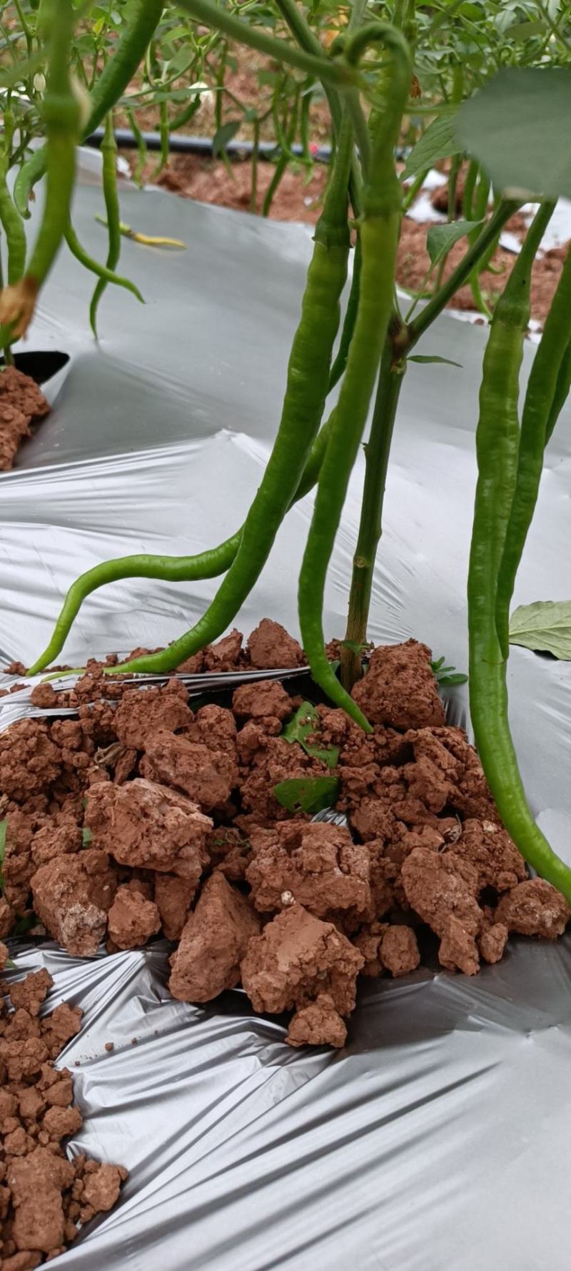 白菜包上车2毛