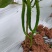 白菜包上车2毛