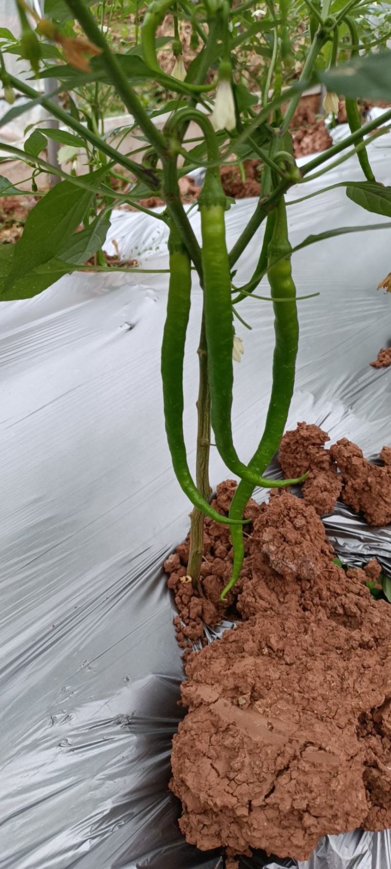 白菜包上车2毛