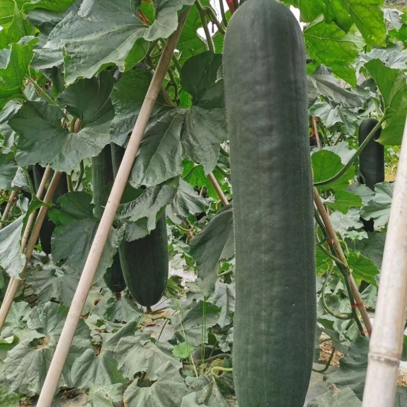 黑皮大吊冬瓜个大货源充足全国发货保证质量