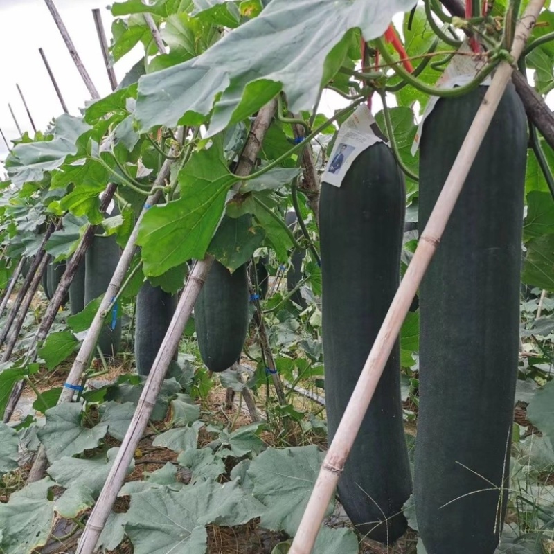 黑皮大吊冬瓜个大货源充足全国发货保证质量