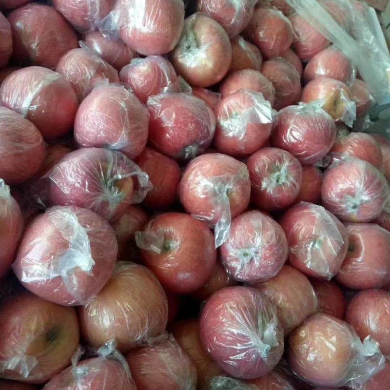 陕西精品膜袋冰糖心苹果，口感脆甜价格优惠欢迎实地考察
